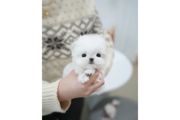 $200 : Mini puppy image 7