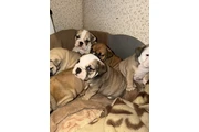 4 English Bulldog for adoption en Hialeah
