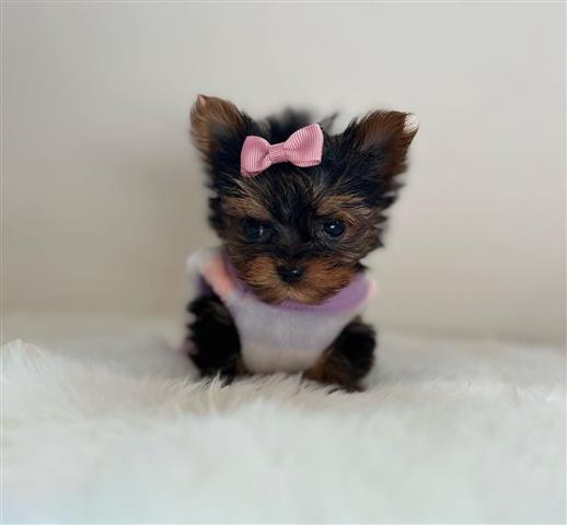 $220 : Mini Yorkie Terrier ready image 1