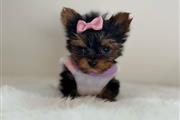 Mini Yorkie Terrier ready