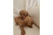 $300 : Cavapoos rojos F1B testeados thumbnail