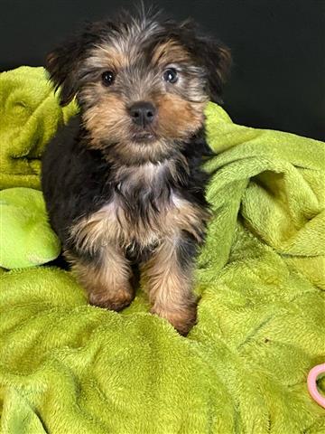$550 : yorkie puppy for sell image 3
