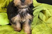 $550 : yorkie puppy for sell thumbnail
