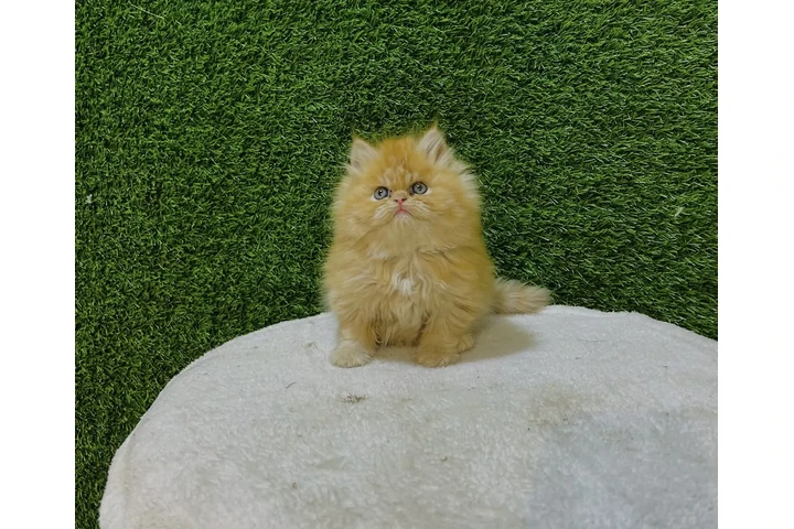 $240 : 2 Preciosos gatitos Persian image 1