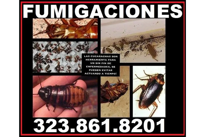 FUMIGACIONES TU HOGAR-NEGOCIOS image 6