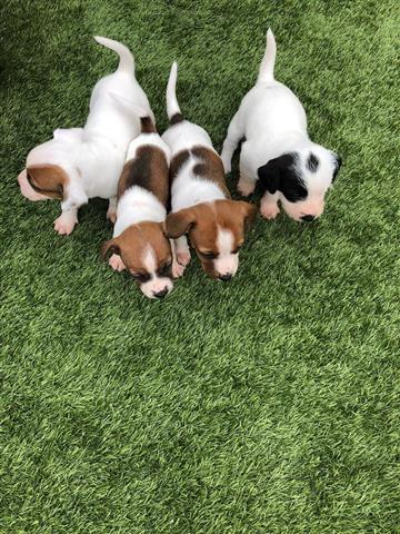 $450 : Jack Russell pups image 3