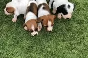 $450 : Jack Russell pups thumbnail