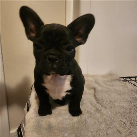 $1200 : Cachorros French Bulldog image 3