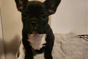 $1200 : Cachorros French Bulldog thumbnail