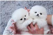 $500 : lindos cachorros de pomerania thumbnail