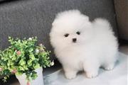 Pomeranian puppies and french