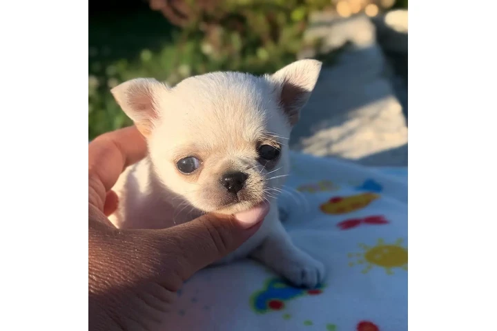 $290 : Cachorros chihuahua de 8 seman image 4