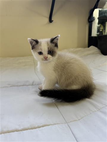 $1000 : Scottish Fold & Scottish Strai image 4