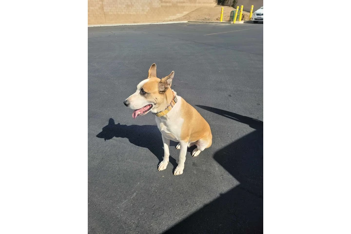 $1 : Perro guardian. image 4