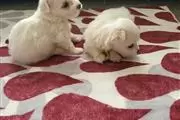 $1 : Maltese Stud TCup thumbnail