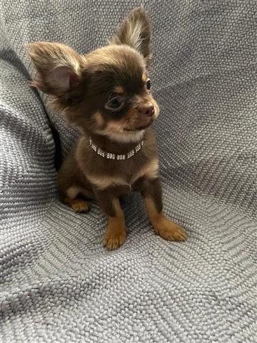$500 : Chihuahua puppies for sale image 2