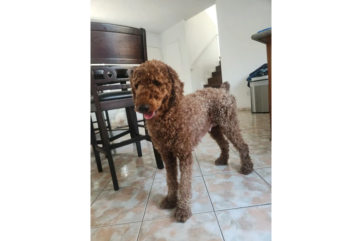 $1 : Labradoodles image 1