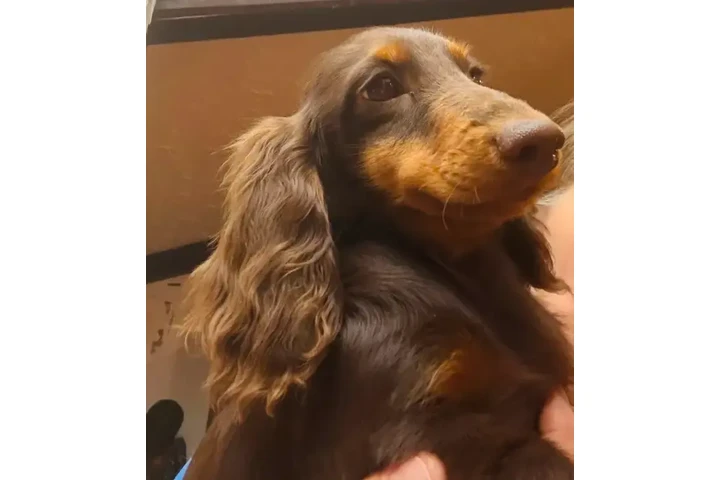 $1500 : Miniature Dachshund puppies image 3