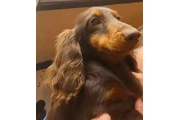 $1500 : Miniature Dachshund puppies thumbnail