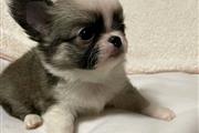 Chihuahua puppies for sale en Denver