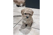 $500 : For sale Maltipoo thumbnail