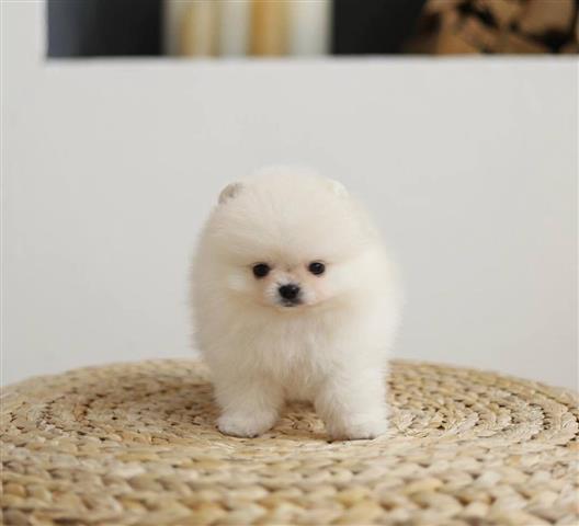 $400 : Pom puppies for sale image 2