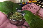 tame baby Macaw parrots