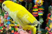 MARY Quaker parrots