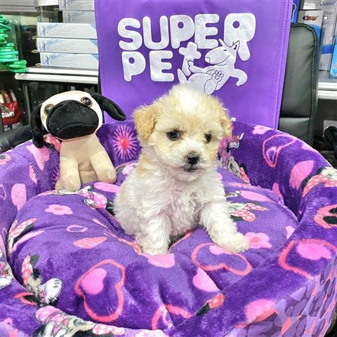 $350 : Cachorrita Fench Poodle “Super image 2