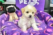 $350 : Cachorrita Fench Poodle “Super thumbnail