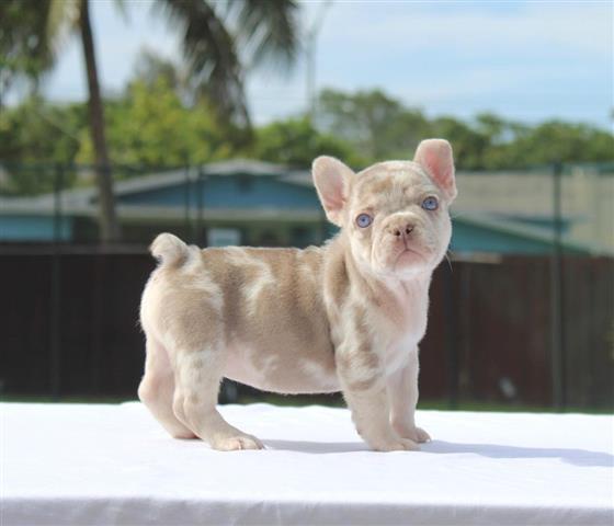 $650 : French bulldogs image 1