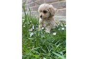 Two lovely Maltipoo en Miami