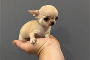 $250 : Cachorro Chihuahua thumbnail