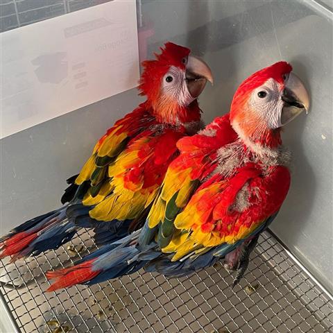 $850 : 🔥Scarlet Macaws Parrots For🔥 image 1