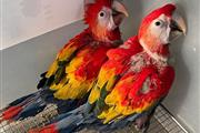 🔥Scarlet Macaws Parrots For🔥 en Canton