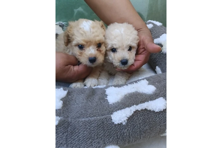 $400 : Maltipoo puppies image 1
