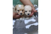 Maltipoo puppies en Los Angeles