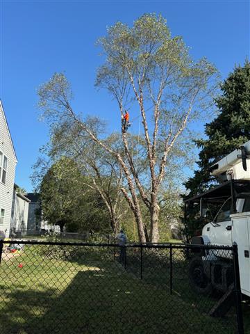 Tree Care Services image 2