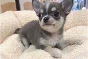 Chihuahua Puppies for sale en Fairfield