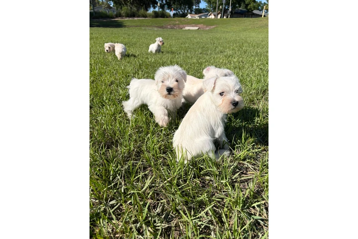 Schnauzer Puppies image 2