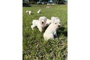 Schnauzer Puppies thumbnail