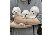 $400 : Adorable maltese puppies thumbnail