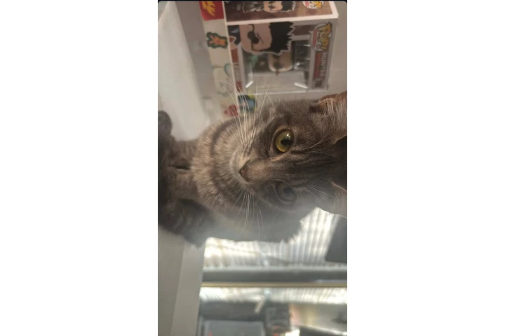 $5 : Un lindo gatito para ti. image 3