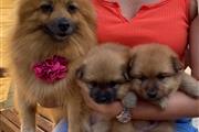 $500 : Preciosos cachorros de Pomeran thumbnail