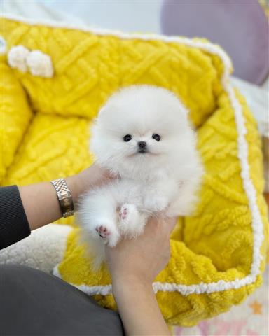 $250 : Pomeranians puppies mini image 1