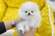 Pomeranians puppies mini en Atlanta