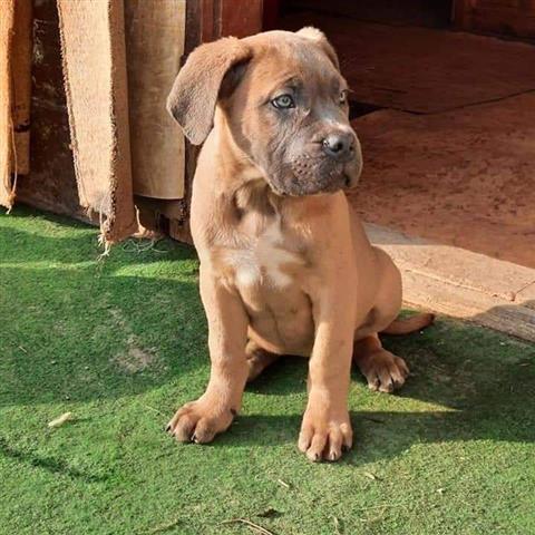 $500 : Socialized Cane Corso puppies image 3