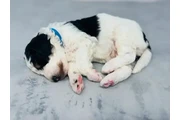 $2200 : F1B Mini Aussiedoodles puppy thumbnail
