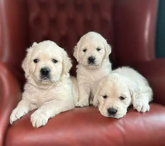 $350 : cachorros golden retriever image 3