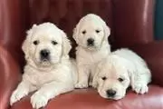 $350 : cachorros golden retriever thumbnail
